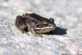 A Wood Frog sits on a gray rock