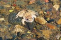 Wood frog sitting on stony bottom of river Royalty Free Stock Photo