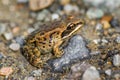 Wood Frog Royalty Free Stock Photo