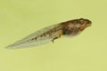 Wood Frog Tadpole & x28;Rana sylvatica& x29; Royalty Free Stock Photo