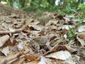 Wood frog well disguised sitting on forest ground Royalty Free Stock Photo