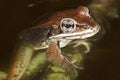 Wood Frog & x28;Rana sylvatica& x29; Royalty Free Stock Photo