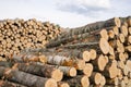 Wood fuel birch and pine logs stacks near forest Royalty Free Stock Photo
