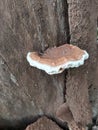 Wood fungus. Braket fungus break down dead trees Royalty Free Stock Photo