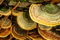 Wood Fungus on the dead tree