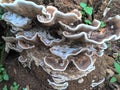 Wood fungus on tree trunk Royalty Free Stock Photo
