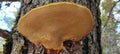 Wood fungus growing on old pine tree trunk Royalty Free Stock Photo