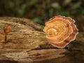 wood fungus that grows on dead trees