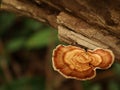 wood fungus that grows on dead trees