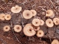 wood fungus Royalty Free Stock Photo