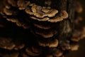 Wood fungus grows on a stump in the spring in the forest. Texture of tree fungus.