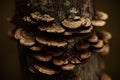 Wood fungus grows on a stump in the spring in the forest. Texture of tree fungus.