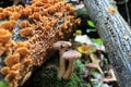 Wood fungus, mushrooms between woods, deep in the forest