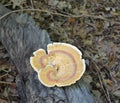 Wood fungus on rotting log Royalty Free Stock Photo