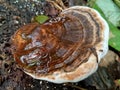 wood fungus that thrives on rotting wood