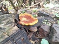 Wood fungus is a type of fungus that usually grows attached to rotting logs