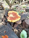 Wood fungus is a type of fungus that usually grows attached to rotting logs