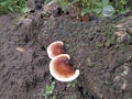 Wood fungus is a type of fungus that usually grows attached to rotting logs