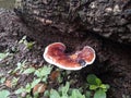 Wood fungus is a type of fungus that usually grows attached to rotting logs