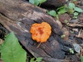 Wood fungus is a type of fungus that usually grows attached to rotting logs