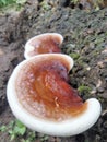 Wood fungus is a type of fungus that usually grows attached to rotting logs