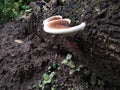 Wood fungus is a type of fungus that usually grows attached to rotting logs