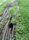 Wood garden path pavement on grass lawn Royalty Free Stock Photo