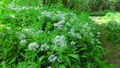 Wood garlic, gallium ursinum in a riverside forest in austria