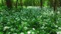 Wood garlic, gallium ursinum in a riverside forest in austria