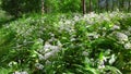 Wood garlic, gallium ursinum in a riverside forest in austria