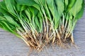 Wood garlic leaves and bulbs close up