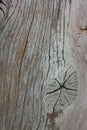 Wood Gnarl Texture Royalty Free Stock Photo