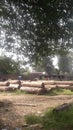 Wood godowen in Jhelum Pakistan Royalty Free Stock Photo