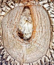 A wood grain on the big tree, very artistic