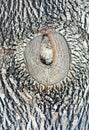 A wood grain on the big tree, very artistic