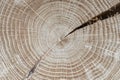 Wood grain closeup. Cross section of an oak tree. Annual growth rings. Tree anatomy. Abstract background Royalty Free Stock Photo