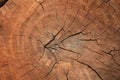 Wood grain texture of old tree stump with cracks in brown tone f Royalty Free Stock Photo