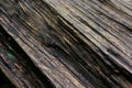 Wood grain of a tree has filigree And dark brown