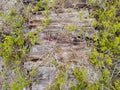 A wood and grass texture background. Un fondo de textura de madera y pasto. Royalty Free Stock Photo