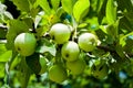 Wood green apples. Royalty Free Stock Photo