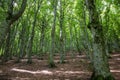 Wood and green foliage Royalty Free Stock Photo