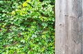 Wood and green ornamental plants , green ivy . space for text or image . Natural background texture Royalty Free Stock Photo