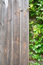 Wood and green ornamental plants , green ivy . space for text or image . Natural background texture Royalty Free Stock Photo