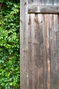 Wood and green ornamental plants , green ivy . space for text or image . Natural background texture Royalty Free Stock Photo