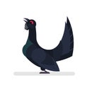 Wood grouse or capercaillie. Forest fauna. Wild