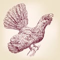 Wood Grouse hand drawn vector llustration sketch