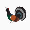 Wood grouse , heather or capercaillie
