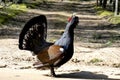 The western capercaillie. Noon decoration, spring bird, large, proud, male. Intersection guard.