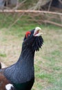 Wood Grouse. Tetrao urogallus.