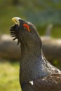 Wood Grouse - Tetrao urogallus